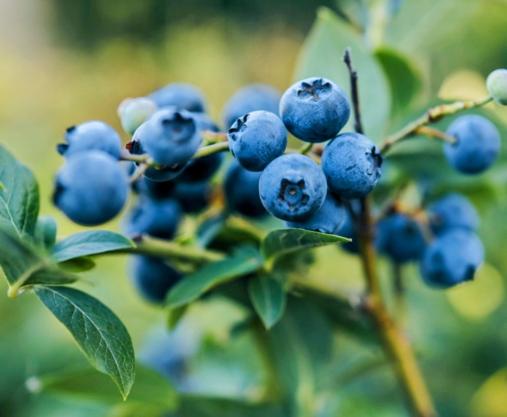 Blueberry Medley Roll On Body Butter