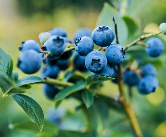 Blueberry Medley Scented Sugar Scrub