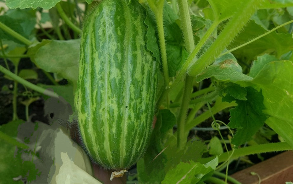 Cucumber Melon Roll On Body Butter