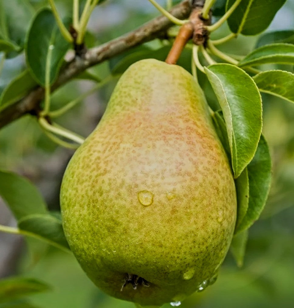 Pear 4 U Scented Sugar Scrub