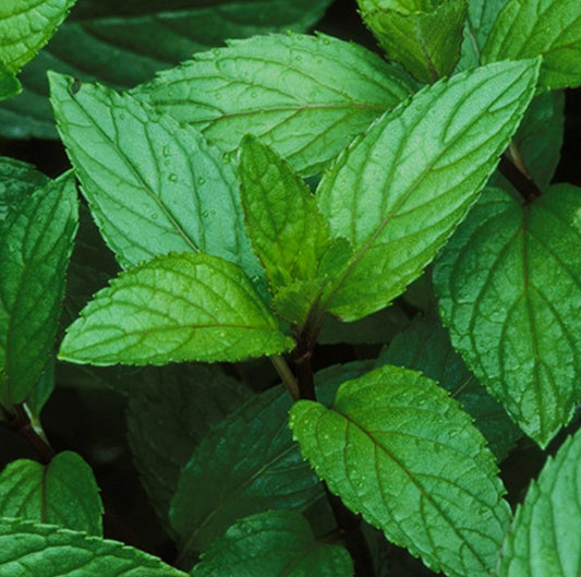 Soothing Peppermint Sugar Scrub